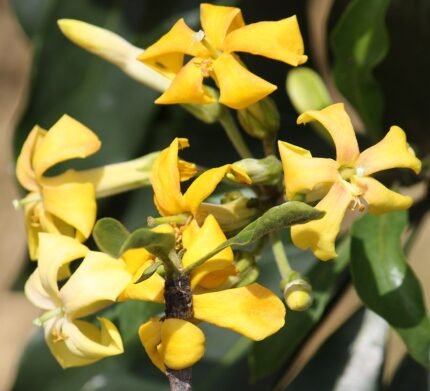 Gele bloemen van Hymenosporum flavum tegen groen bladeren.