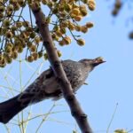 Indische sering vogel eet fruit in natuurlijke omgeving.