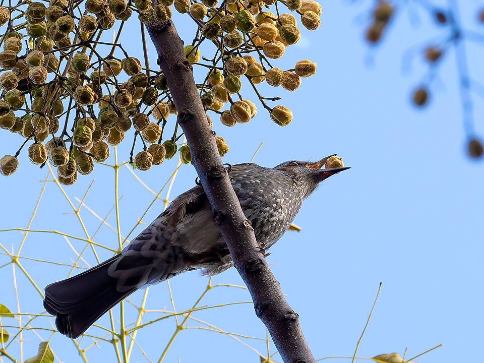 Indische sering vogel eet fruit in natuurlijke omgeving.