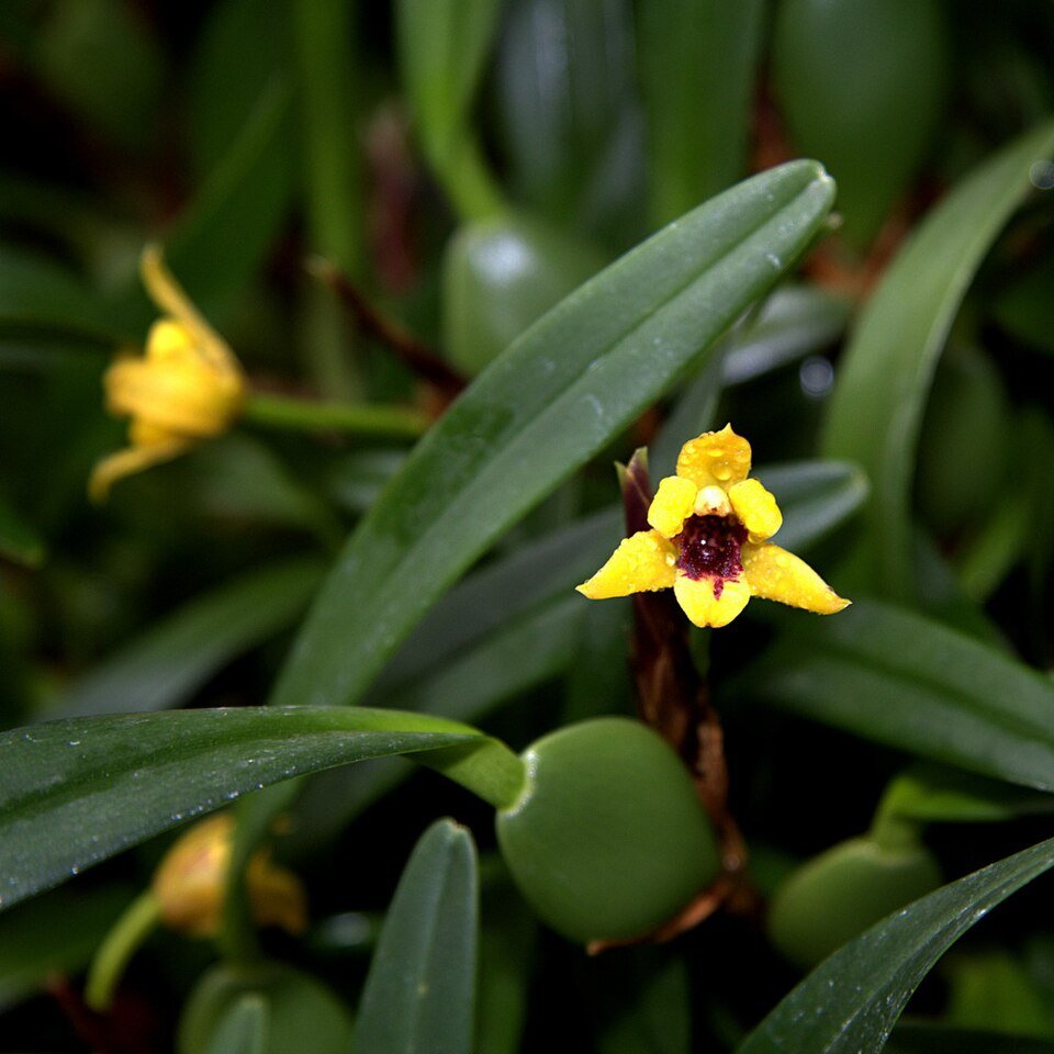 Maxillaria variabilis orchidee bloem met gele en bruine tinten.
