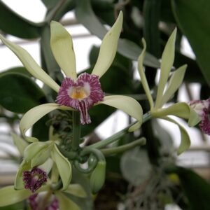 Vanilla imperialis orchidee bloem in close-up tegen groene bladeren.