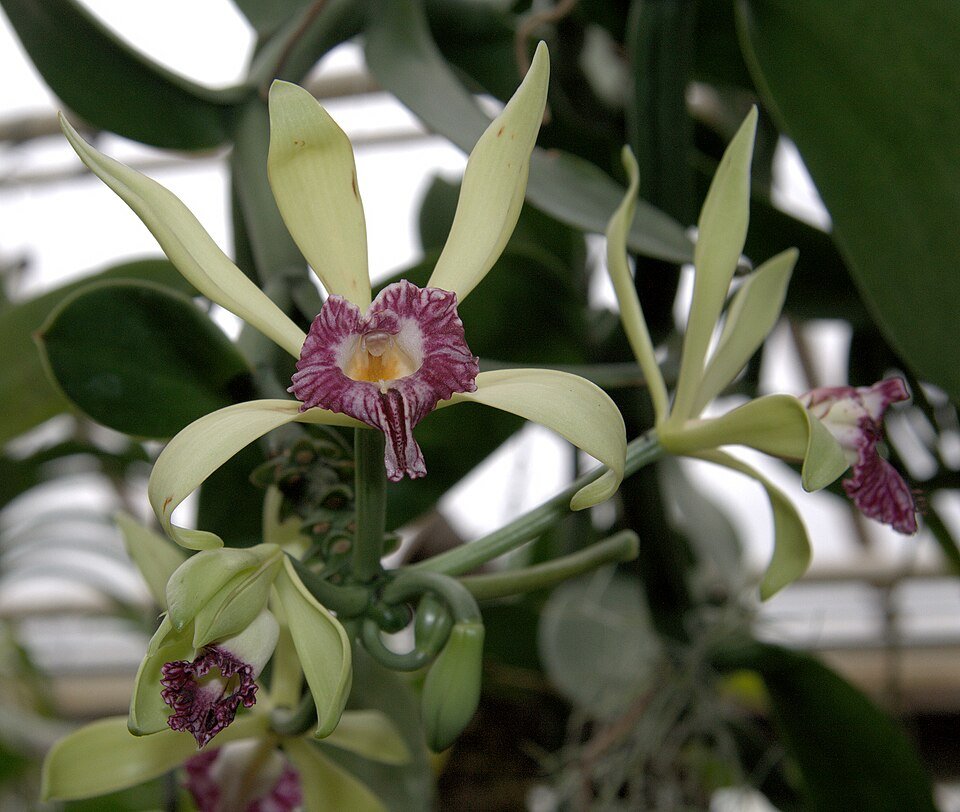 Vanilla imperialis orchidee bloem in close-up tegen groene bladeren.