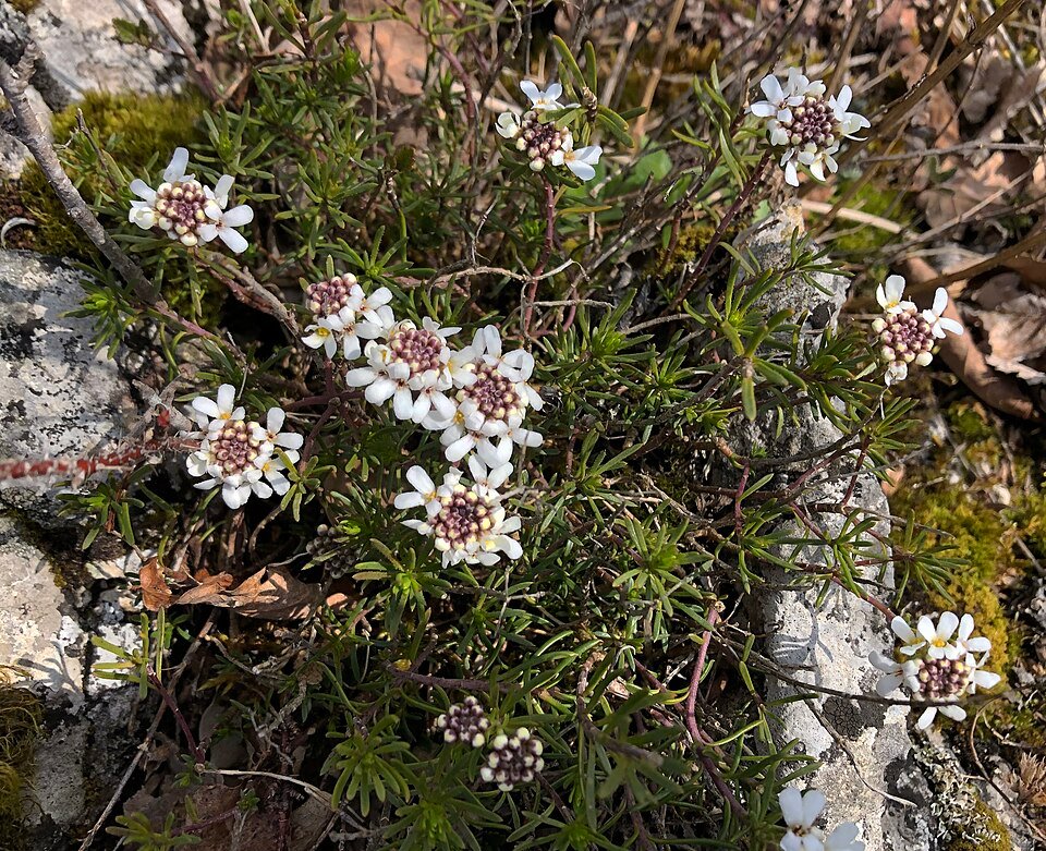 Iberis saxatilis bloemen in de Ravellenfluh natuurreservaat.