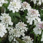 Iberis sempervirens bloeiende witte bloemen in tuin.