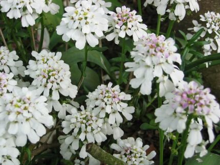 Iberis sempervirens bloeiende witte bloemen in tuin.