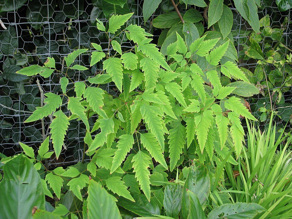 Ichthyoselmis macrantha bloem met witte en gele bloemblaadjes op groene stengel.