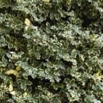 Ilex aquifolium, ook bekend als Madame Briot hulst, groenblijvende struik met glanzende bladeren.