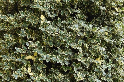 Ilex aquifolium, ook bekend als Madame Briot hulst, groenblijvende struik met glanzende bladeren.
