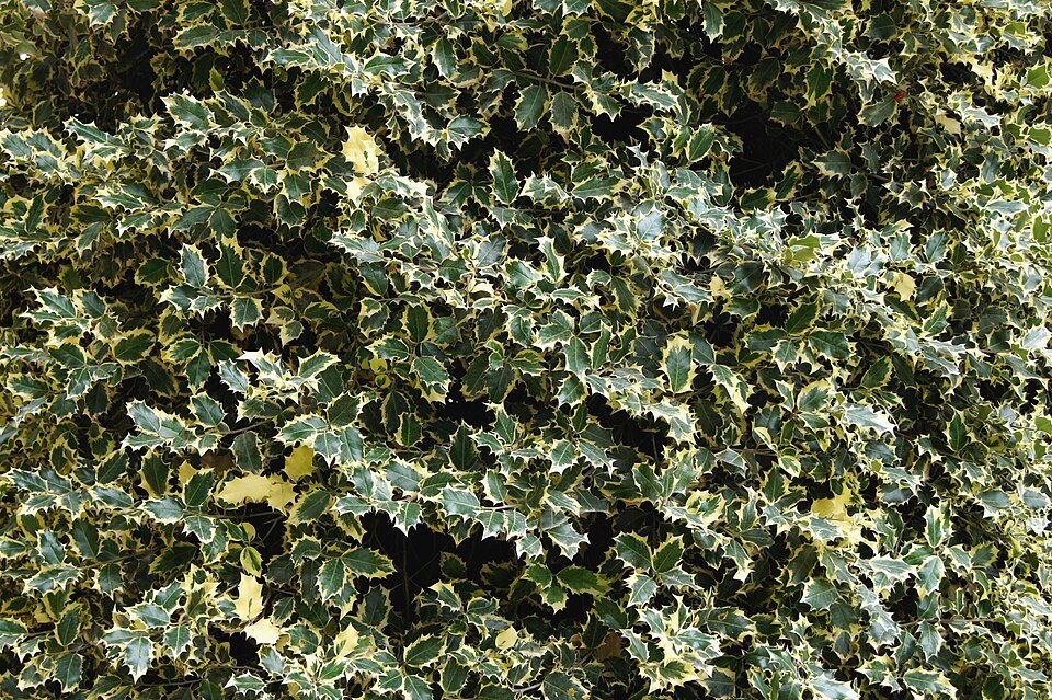 Ilex aquifolium, ook bekend als Madame Briot hulst, groenblijvende struik met glanzende bladeren.