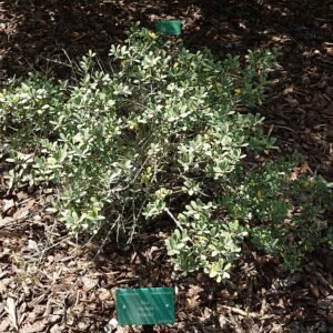 Ilex crenata struik met groenblijvende bladeren in Christchurch Botanic Gardens.