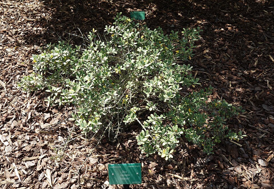 Ilex crenata struik met groenblijvende bladeren in Christchurch Botanic Gardens.