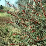 Ilex decidua plant met rode bessen en groene bladeren