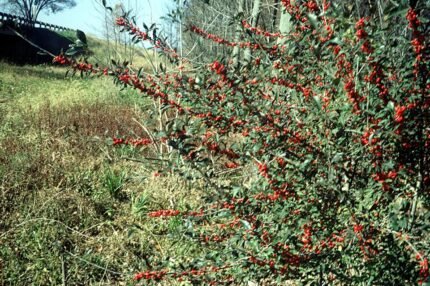 Ilex decidua plant met rode bessen en groene bladeren
