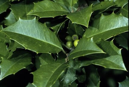 Ilex opaca plant met glanzende groene bladeren en rode bessen.