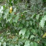 Ilex pedunculosa plant met heldergroene bladeren en rode bessen.