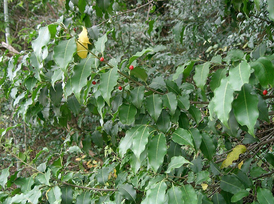 Ilex pedunculosa plant met heldergroene bladeren en rode bessen.