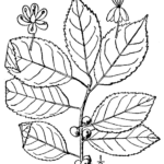 Ilex verticillata illustratie van groenblijvende struik met rode bessen.