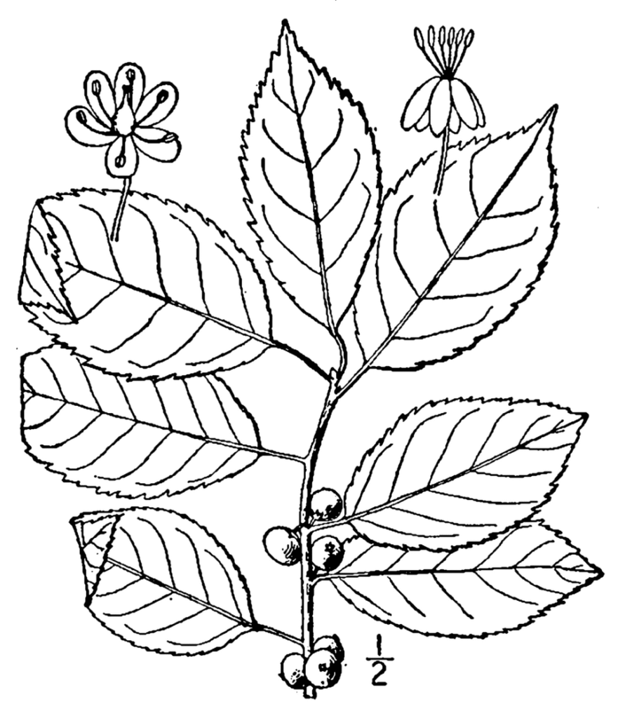 Ilex verticillata illustratie van groenblijvende struik met rode bessen.