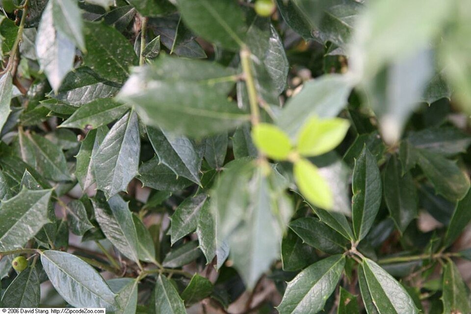Ilex attenuata Fosteri in bloeiende staat met groene bladeren.