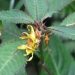 Vrolijke gele bloemen van Impatiens stenantha plant.