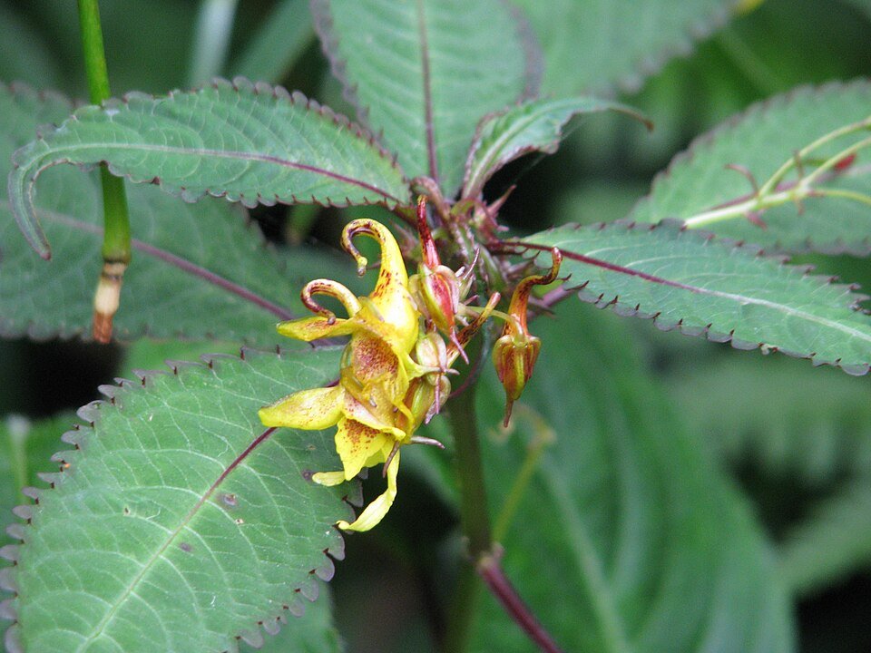 Vrolijke gele bloemen van Impatiens stenantha plant.