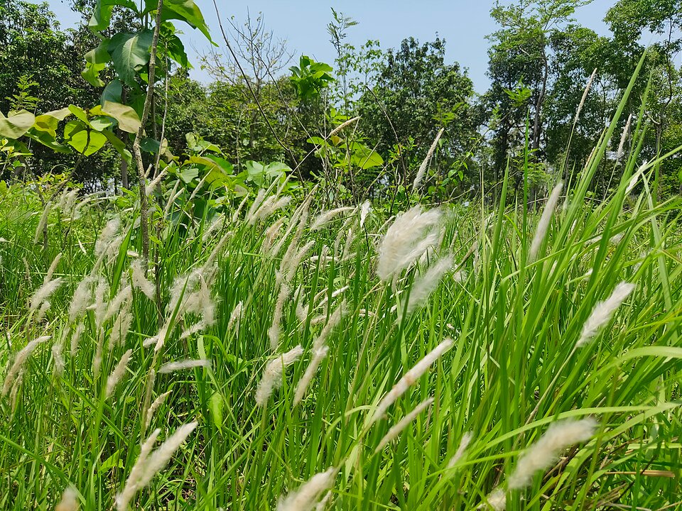 Japans bloedgras met lange rode bladeren en pluimachtige bloeiwijzen.
