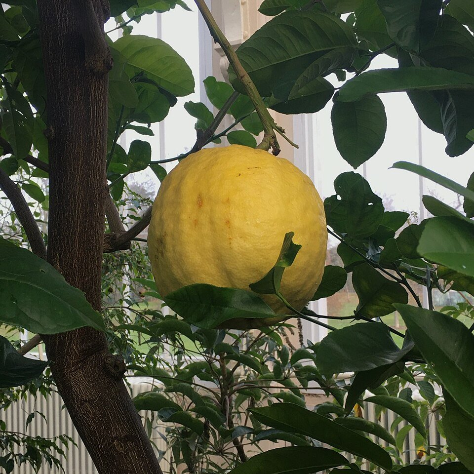 Verse, gele citroenen op een tak in Kew Gardens.