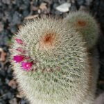 Mammillaria spinosissima cactus met witte bloemen in botanische tuin.