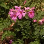 Bloeiende Incarvillea delavayi met roze bloemblaadjes en groen blad.