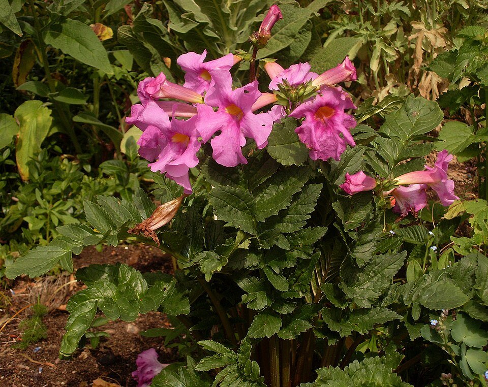 Bloeiende Incarvillea delavayi met roze bloemblaadjes en groen blad.