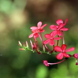 Blue flowering Plumbago indica plant with green leaves in a garden.