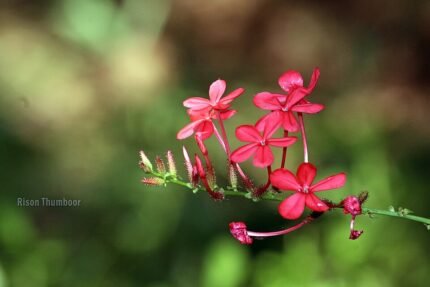 Blue flowering Plumbago indica plant with green leaves in a garden.