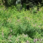 Indigofera heterantha paarse bloemtrossen op groene achtergrond.