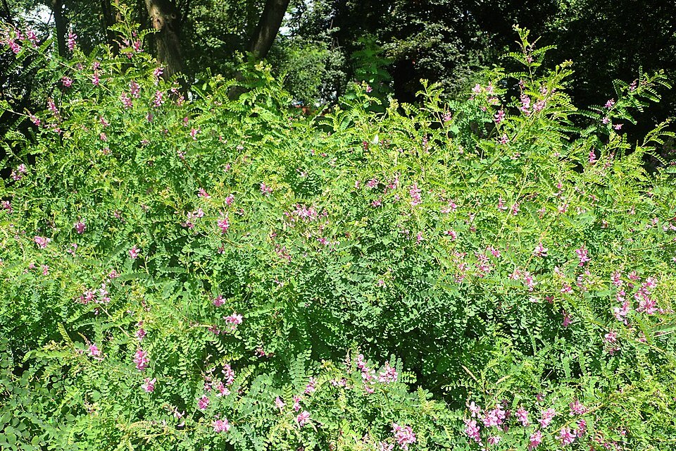 Indigofera heterantha paarse bloemtrossen op groene achtergrond.