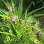 Indigofera himalayensis plant with purple flowers in garden.