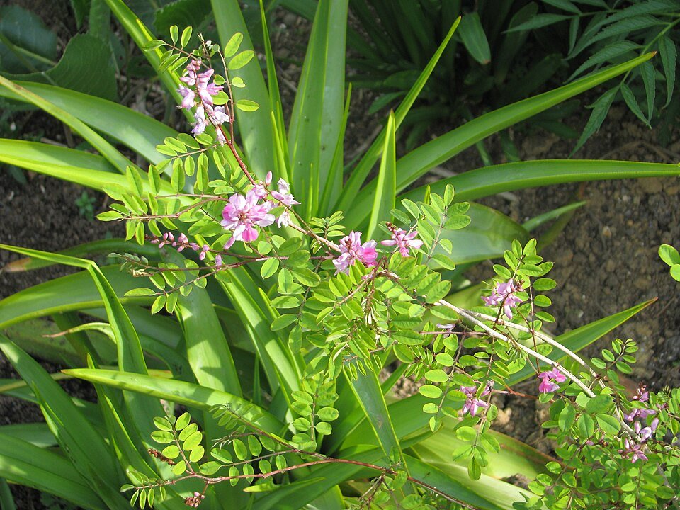 Indigofera himalayensis plant with purple flowers in garden.