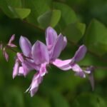 Indigofera kirilowii bloemen in paars en roze.