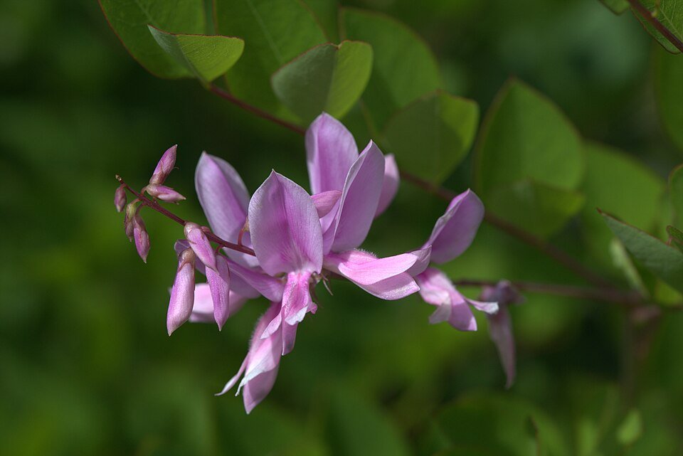 Indigofera kirilowii bloemen in paars en roze.