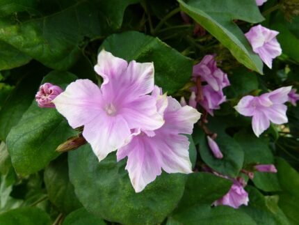 Bloeiende paarse Ipomoea indica plant met groene bladeren en knoppen.