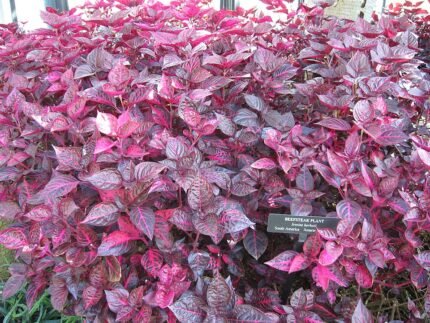 Vivid rood blad van Iresine herbstii plant met unieke aderen.