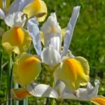 Bloeiende Nederlandse iris in paarse tinten met groen blad.