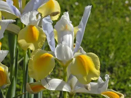 Bloeiende Nederlandse iris in paarse tinten met groen blad.