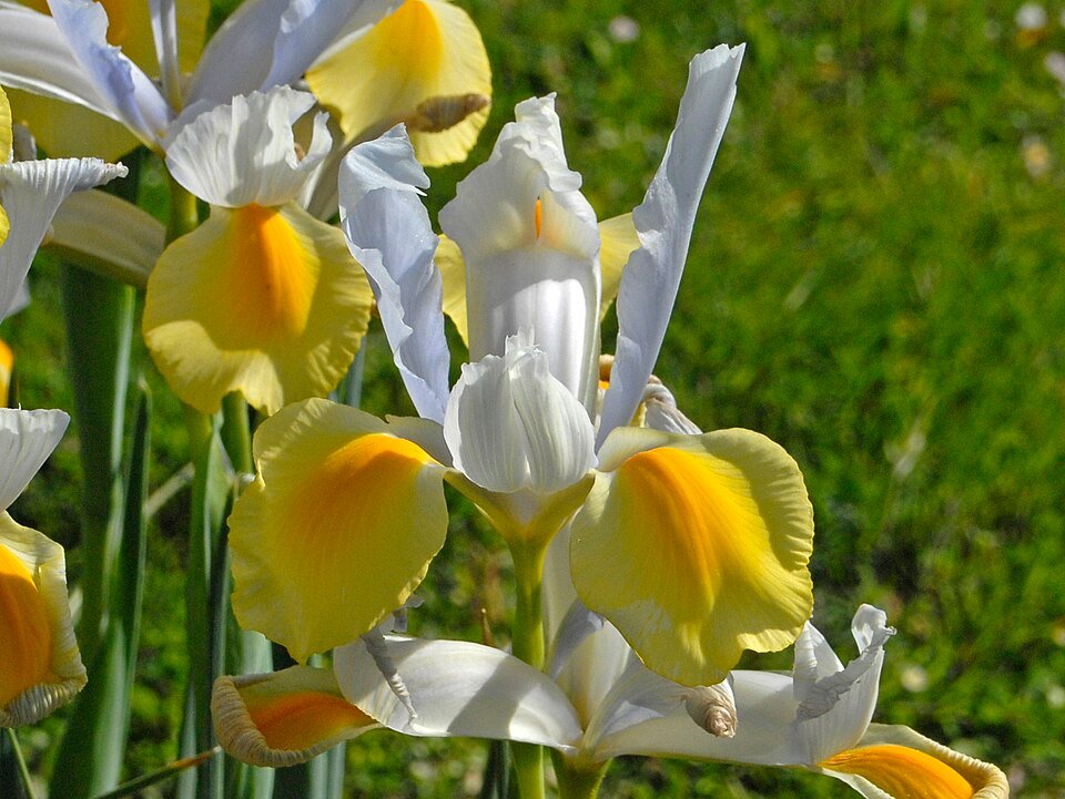 Bloeiende Nederlandse iris in paarse tinten met groen blad.