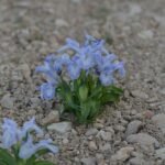 Bloeiende Iris aucheri met paarse en witte bloemblaadjes en groen blad.