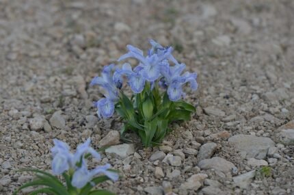 Bloeiende Iris aucheri met paarse en witte bloemblaadjes en groen blad.