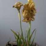 Paarse Iris bloem in Zuid-Syrië.
