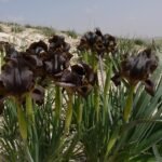 Prachtige Iris bostrensis bloem in schaduwrijke omgeving.