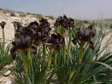 Prachtige Iris bostrensis bloem in schaduwrijke omgeving.