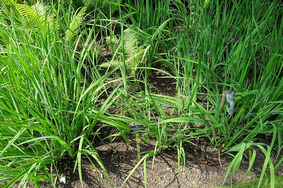 Purple Iris chrysographes flower in full bloom at Windsor Great Park, England.