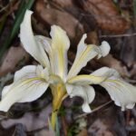 Paarse Iris bloem met gele strepen en groene bladeren.